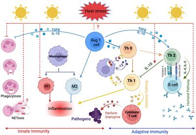 Candidate genes associated with heat stress and breeding strategies to relieve its effects in dairy cattle: a deeper insight into the genetic architecture and immune response to heat stress